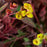 Euphorbia Miners Merlot