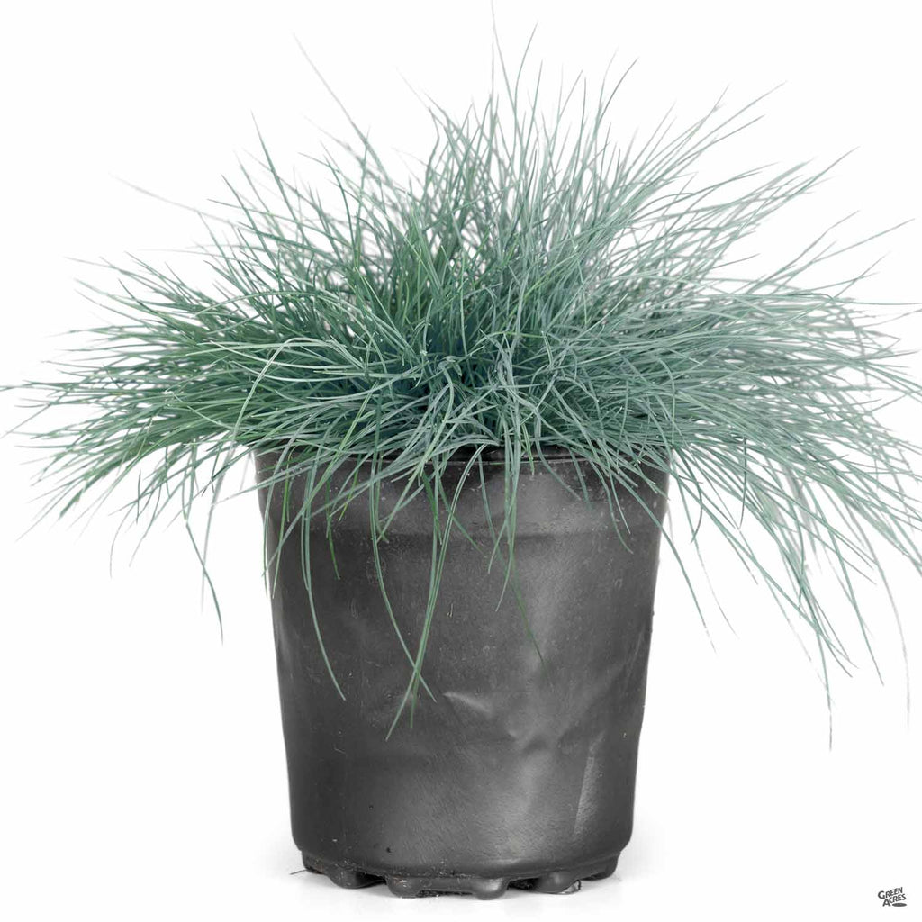 Fescue 'Buddy Blue' — Green Acres Nursery & Supply