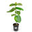 Ficus umbellata 