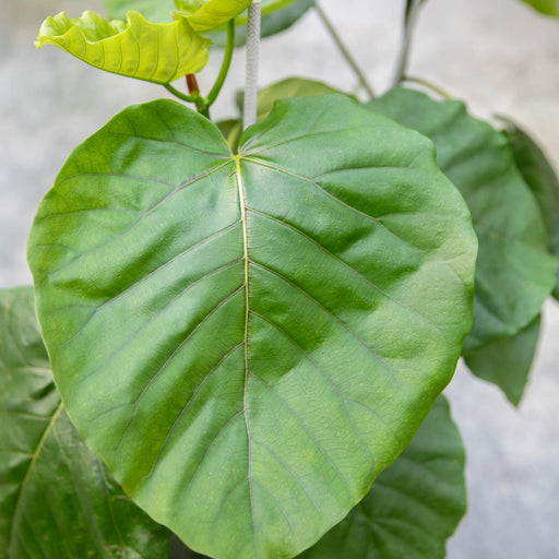 Ficus umbellata
