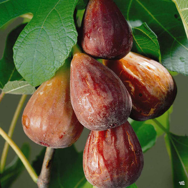 Organic Berry The Scoop On 30 Fig Varieties | Desert King, Brown Turkey ...
