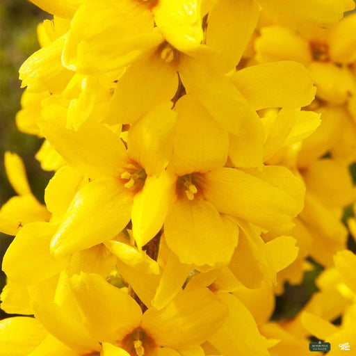 Forsythia Magical Gold