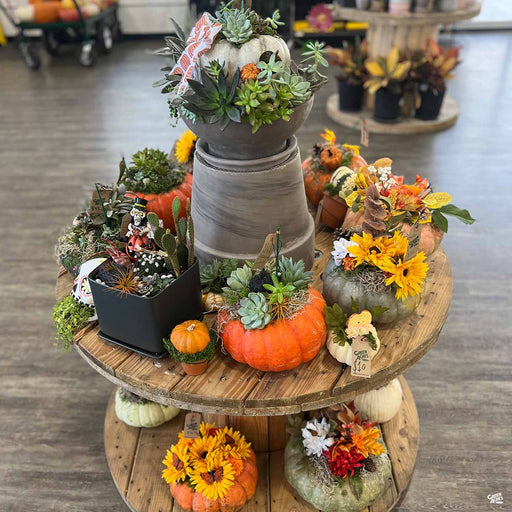 Pumpkin Succulent Pot-Up Display Table