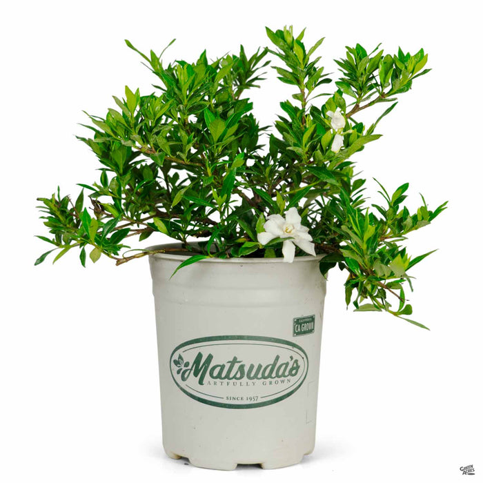 Gardenia Radicans 1 gallon Matsudas