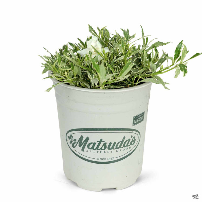 Dwarf Variegated Gardenia 1 gallon Matsudas