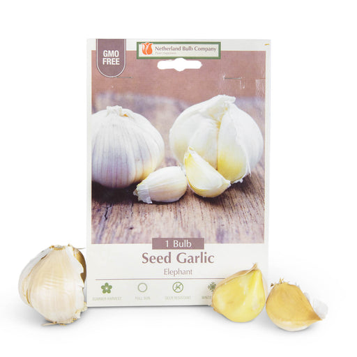 Elephant Garlic