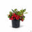 Winterberry Wintergreen 4 inch
