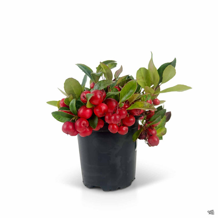 Winterberry Wintergreen 4 inch