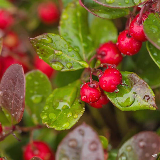 Winterberry Wintergreen