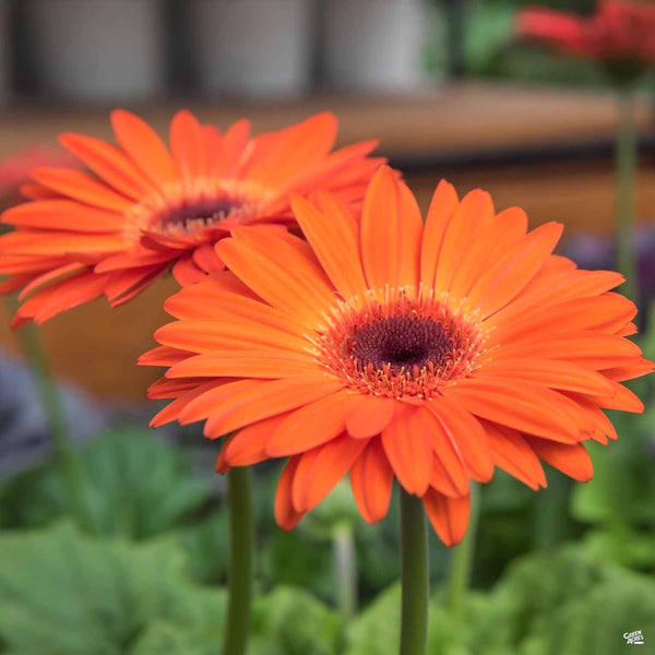 gerbera plant fertilizer Garvinea® Gerbera Daisy — Green Acres Nursery & Supply