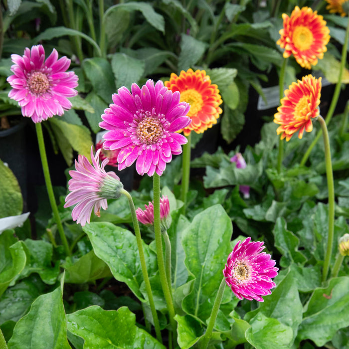 Garvinea Gerberas