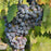 Grape Autumn Royal