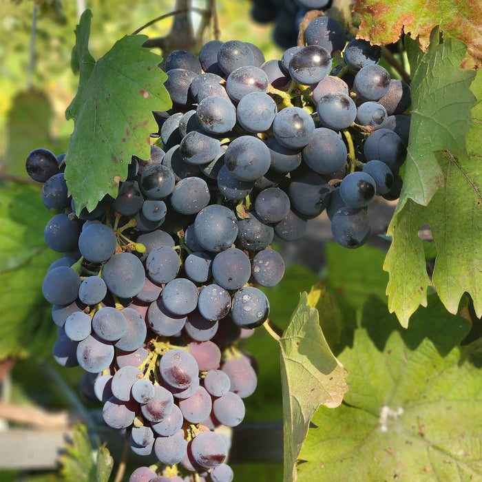 Grape Autumn Royal