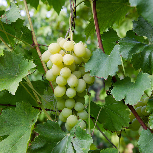 Grape Princess Seedless