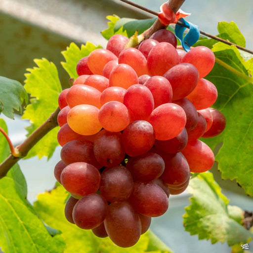 Crimson Seedless Grape