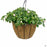 Pink Double Impatiens Hanging Basket