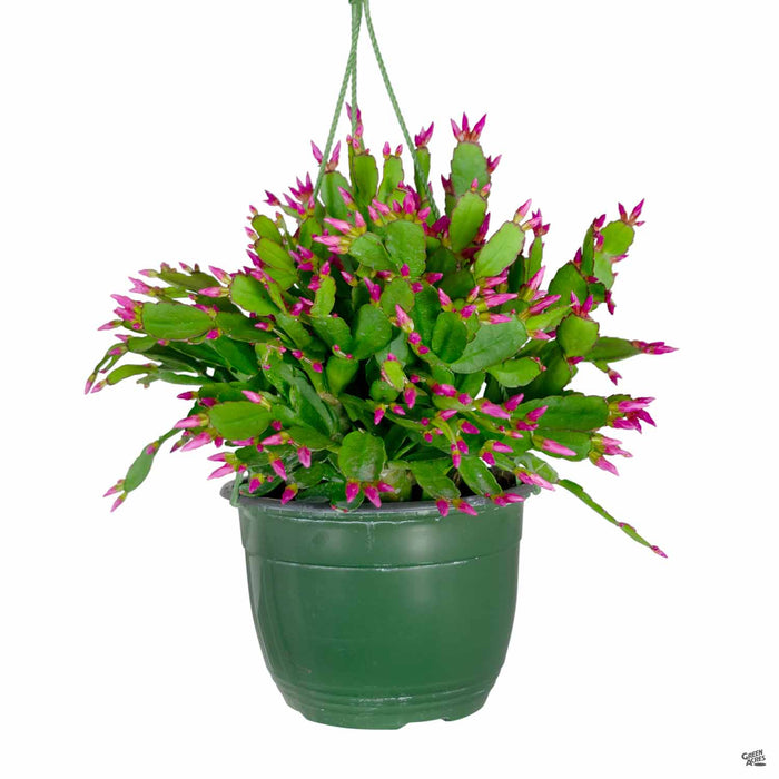 hanging christmas plants Christmas Cactus Hanging Basket — Green Acres Nursery & Supply