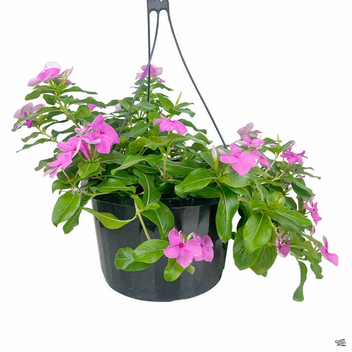 Pink Trailing Vinca Hanging Basket