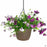 Spring 2023 Hanging Basket of Million Bells Petunias and Verbena