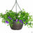 Spring 2023 Hanging Basket of Purple and White Million Bells