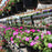 Texas Hanging Baskets Spring 2025