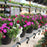Texas Hanging Baskets Spring 2025