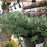 Texas Hanging Baskets Spring 2025