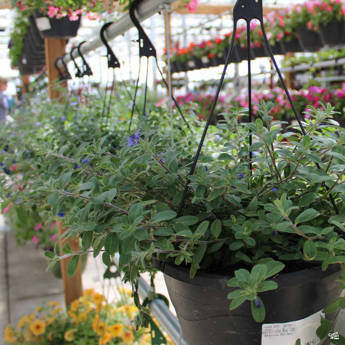 Texas Hanging Baskets Spring 2025