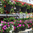 Texas Hanging Baskets Spring 2025