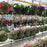 Texas Hanging Baskets Spring 2025