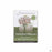 Hedgerow Farms Narrowleaf Milkweed Seeds