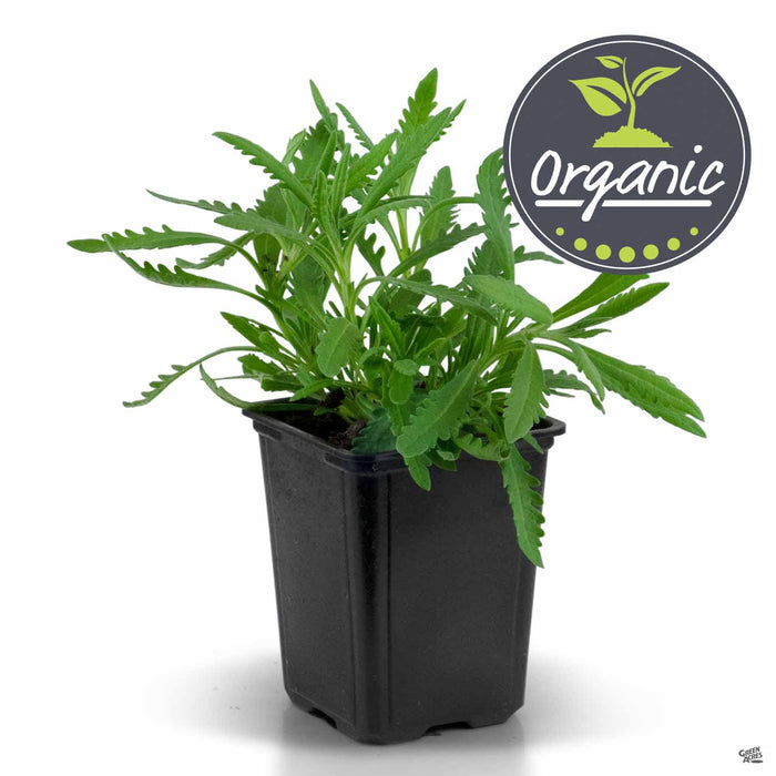 organic lavender plants Sweet Lavender, Organic — Green Acres Nursery & Supply