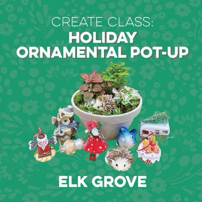Create Class: Holiday Ornamental Pot Up at Elk Grove