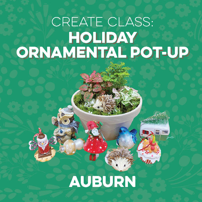 Create Class: Holiday Ornamental Pot Up at Auburn