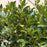 Holly Screen Play