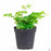 Maidenhair Fern 2 inch