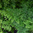 Maidenhair Fern