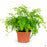 Maidenhair Fern 4 inch