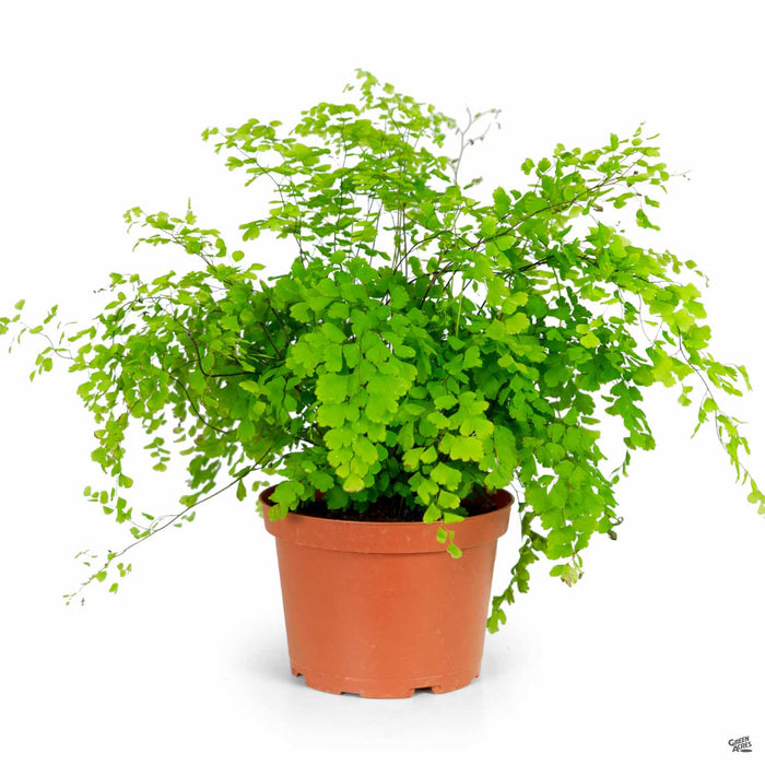 Maidenhair Fern 4 inch