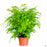 Maidenhair Fern 6 inch