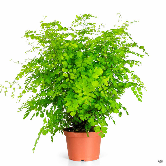 Maidenhair Fern 6 inch