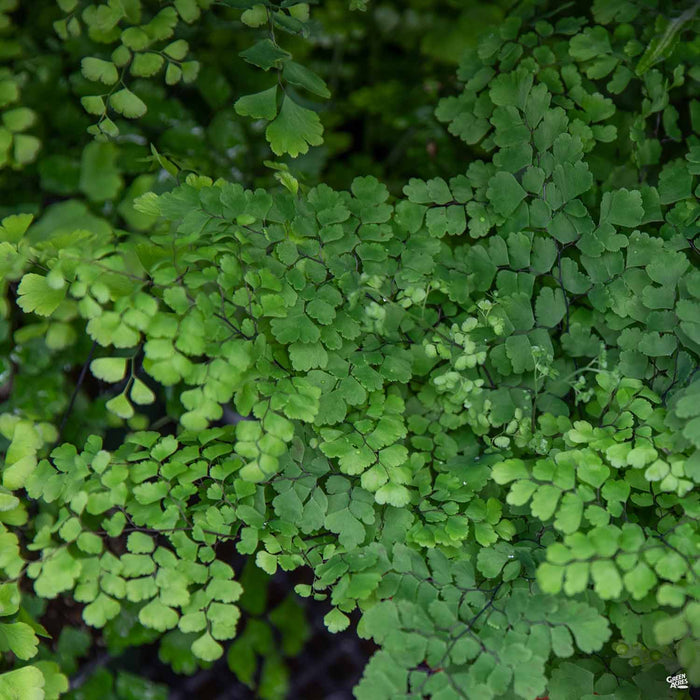 Maidenhair Fern