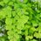 Maidenhair Fern