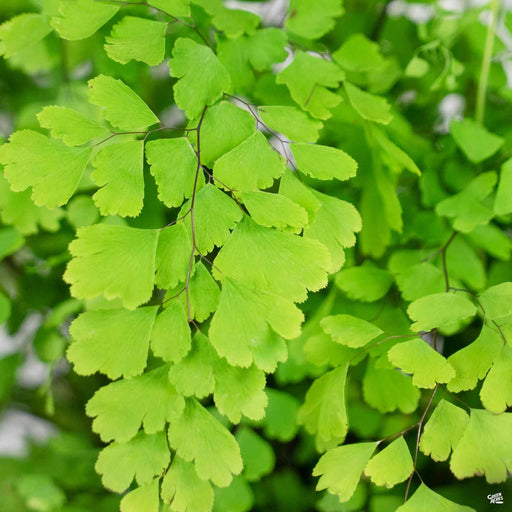 Maidenhair Fern