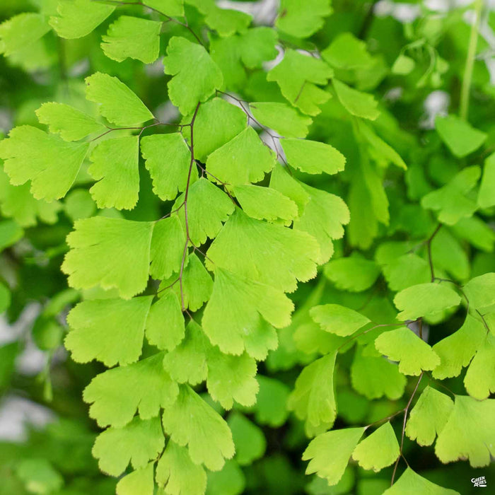 Maidenhair Fern
