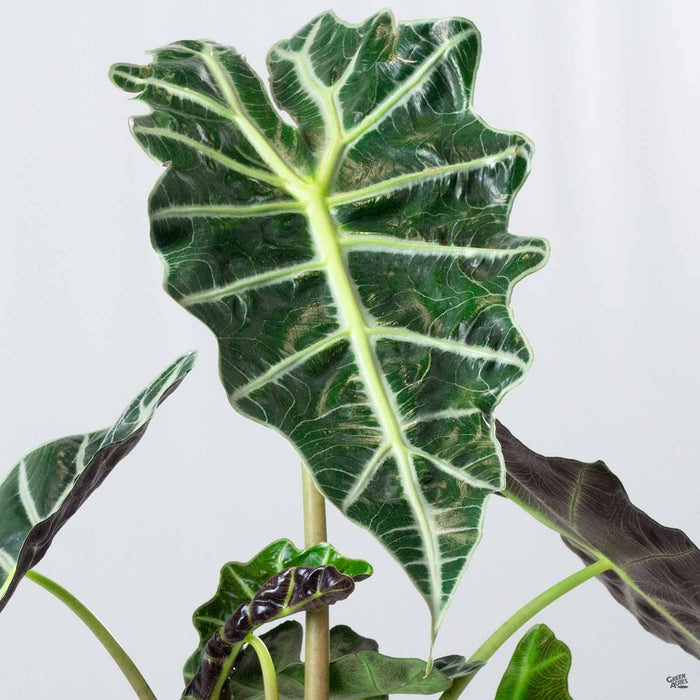poly elephant ear plant Alocasia 'Polly' — Green Acres Nursery & Supply
