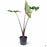 Alocasia Sumo 2 gal