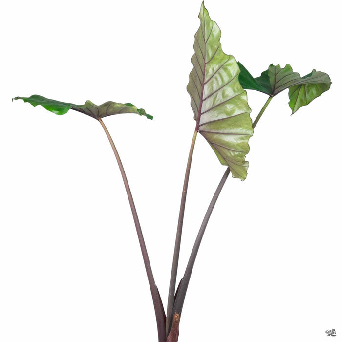 Alocasia Sumo