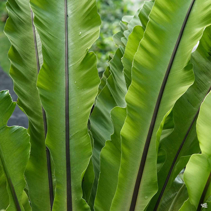 Birds Nest Fern