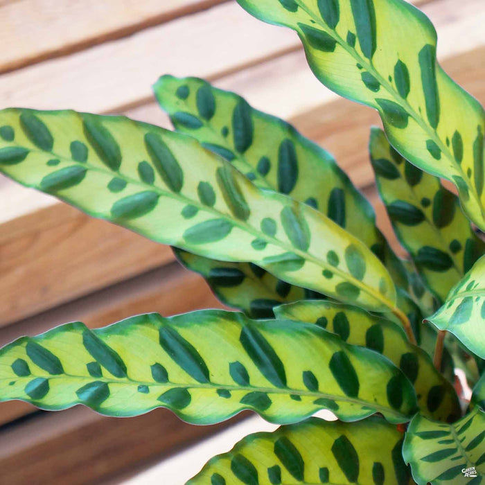 rattlesnake house plant Calathea 'Rattlesnake' — Green Acres Nursery & Supply
